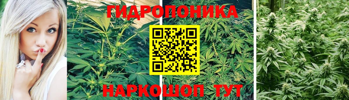 Карачаевск  Конопля планчик  Каннабис планчик  Вход с VPN 